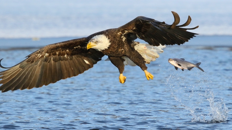 fish, eagle, ocean, animal