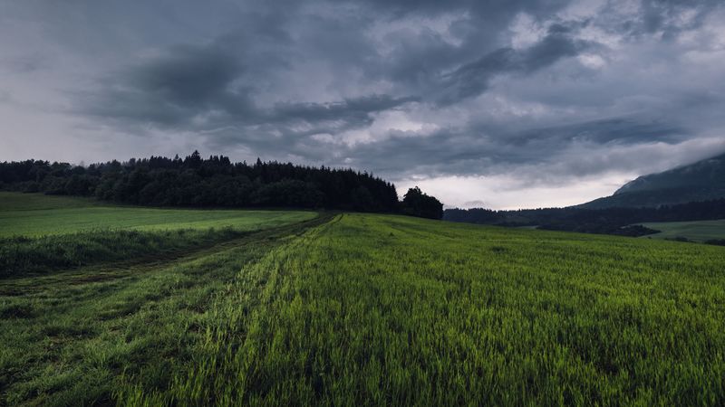 field, grass, path, overcast, 4k