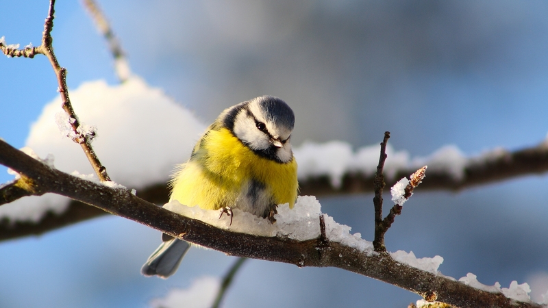bird, snow, pasare, yellow, pitigoi, branch, blue, winter, blue tit