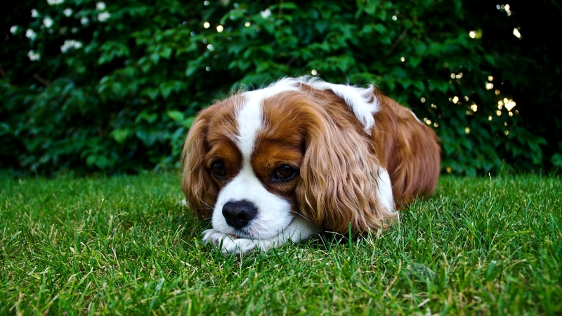 cute, cocker spaniel, animals, dogs