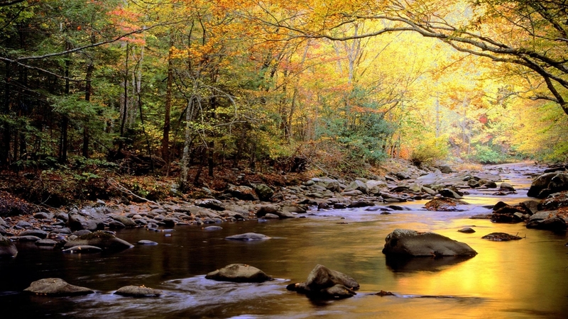 forest, stream, rocks, autumn, golden, nature, beautiful, trees