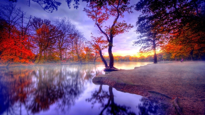 forest, autumn, nature, reflection, trees, lake