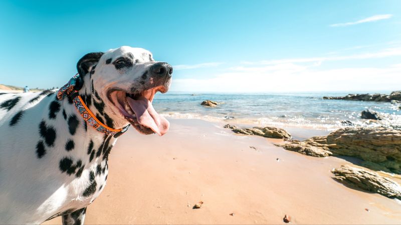 dalmatian, dog, protruding tongue, collar, 4k