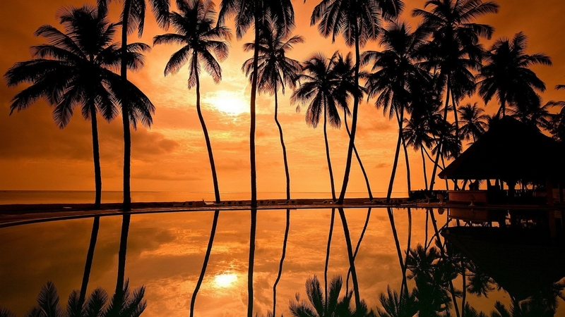 sea, palm trees, nature, sunsets