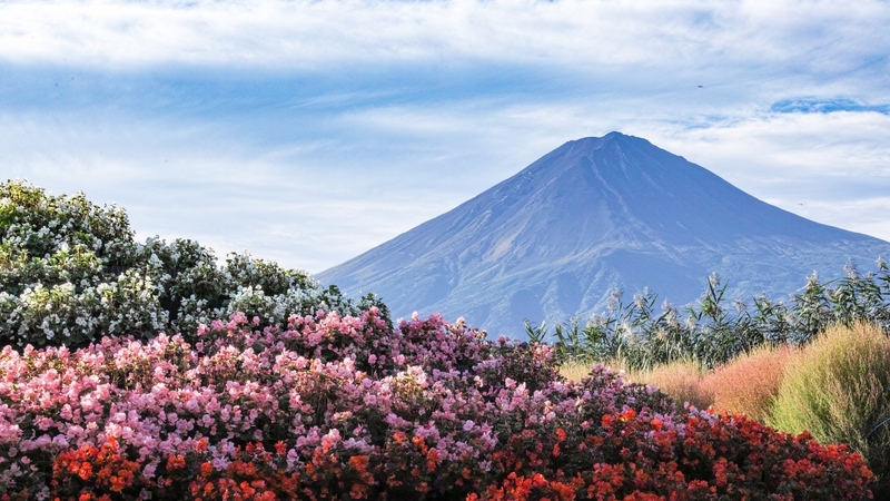 mountain, japan, japanese, flowers, nature, spring, scenery, fuji
