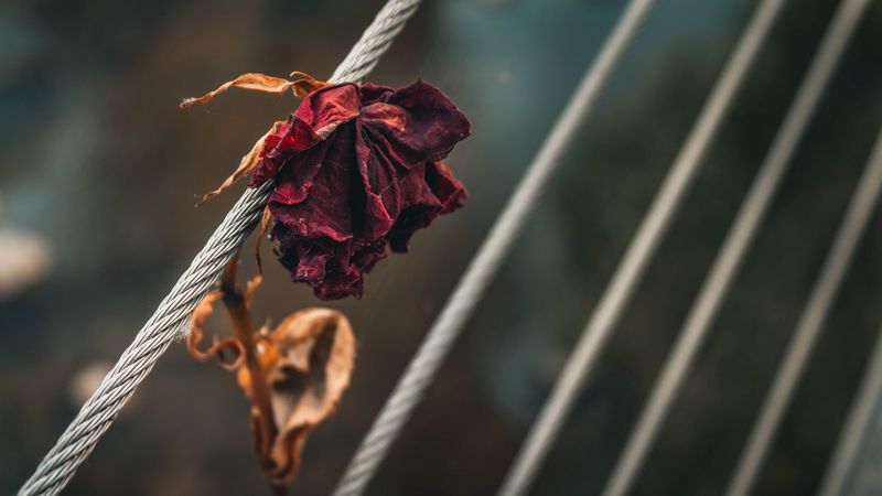 rose, dry, bud, petals, 4k