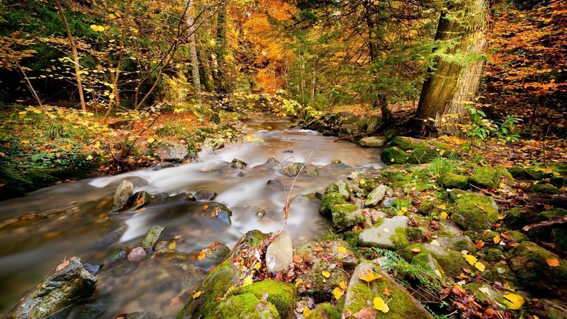 forest, cool, nature, river, fun