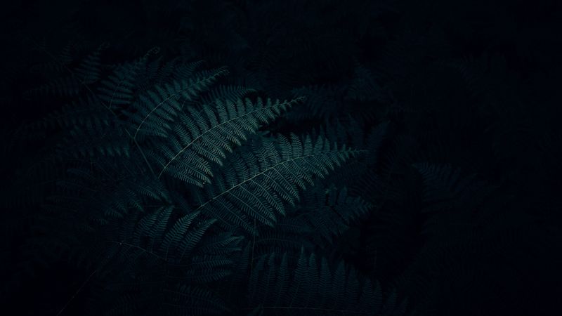 fern, leaves, plant, dark, carved, 4k