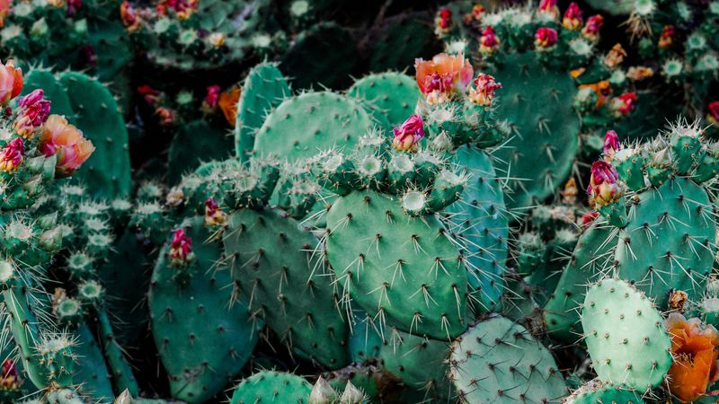cacti, cactus, succulents, thorns, flowering, 4k