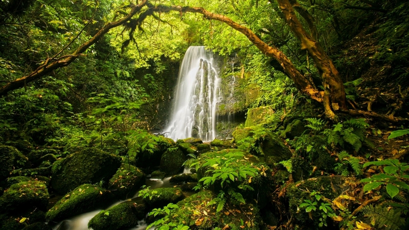 forest, greenery, summer, waterfall, peaceful, beautiful, trees, branches