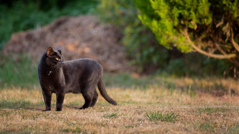 black cat, cat, walk, 4k