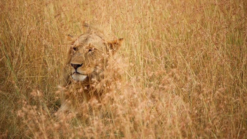 lion, hide, predator, king of beasts, 4k