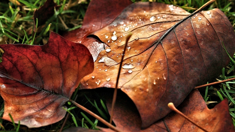 pretty, autumn, nature, leaf