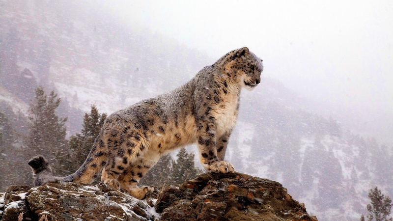 predator, wild, lepard, animal, mist