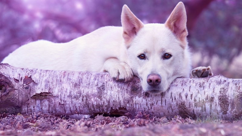 caine, wolf, white, pink, dog, animal