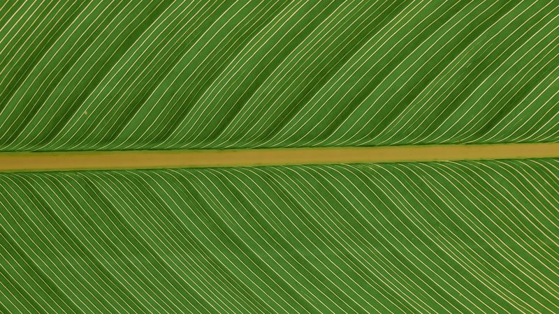 leaf, macro, plant, green, 4k