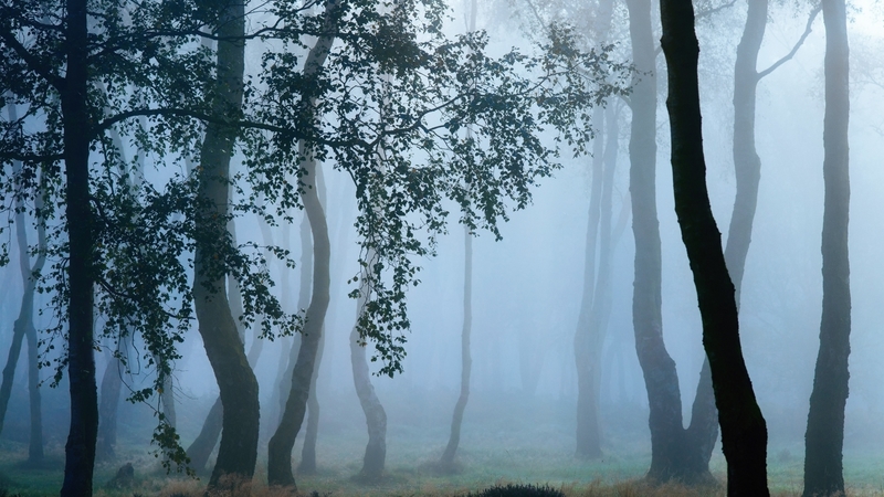 fall season, trees, forests, fog, autumn, nature