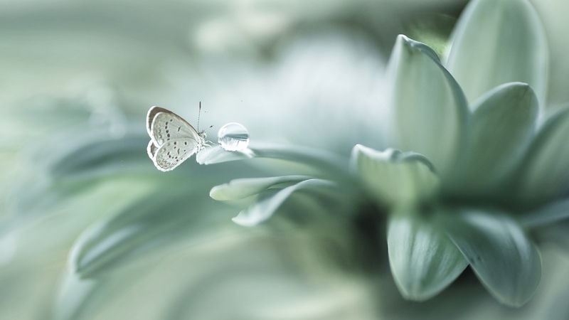 water, butterfly, green, drop, rain drop, flower, spring, petals