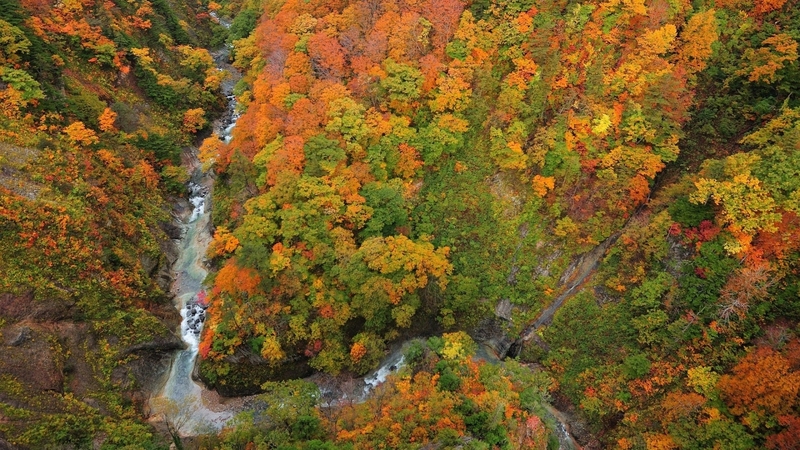mountain, forest, stream, autumn, view, aerial