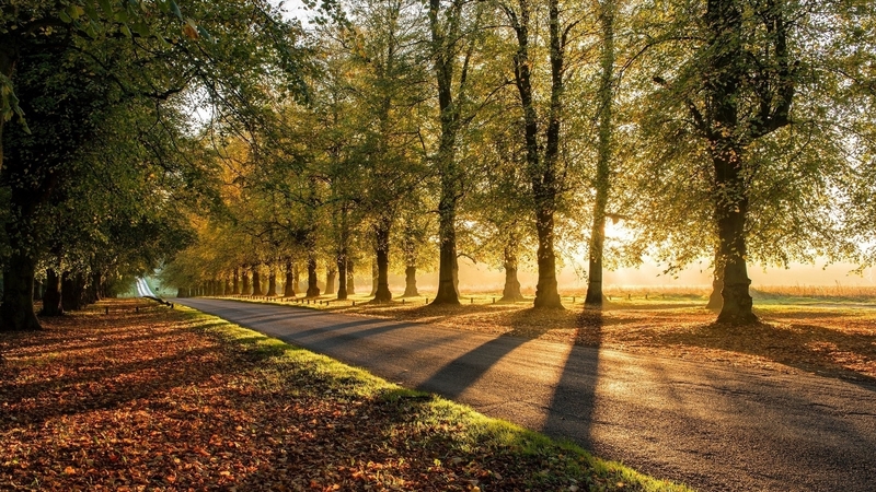 trees, alley, road, avenue, autumn, sunshine