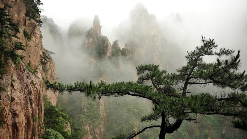 forest, tree, mountains, fog