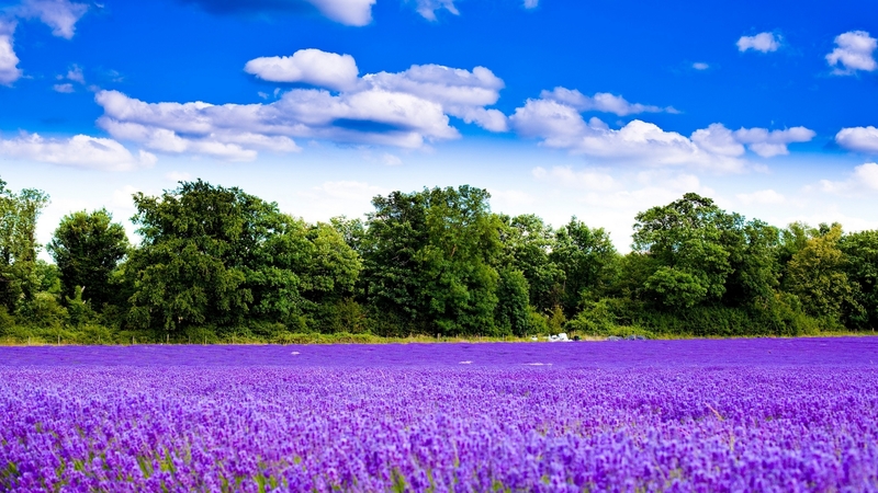 purple, flowers, nature, lavender, trees, sky, field