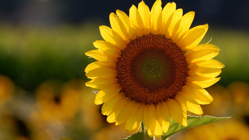 sunflowers, flower, flowers, yellow, sunflower