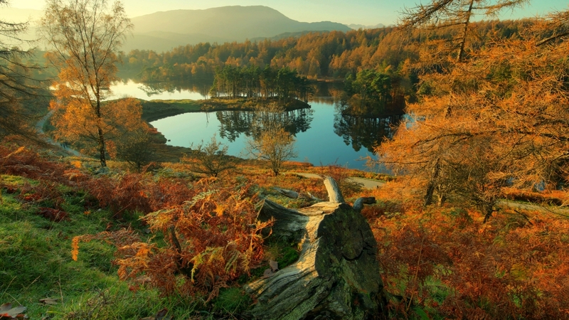 tree, nature, sky, lake