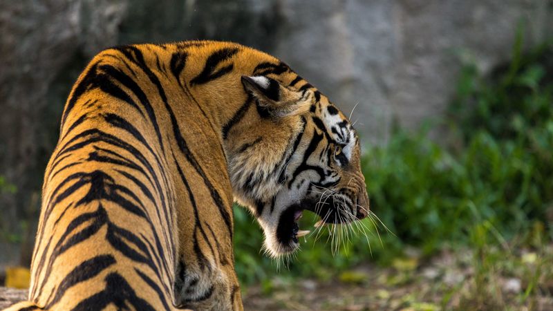 tiger, grin, predator, fangs, 4k
