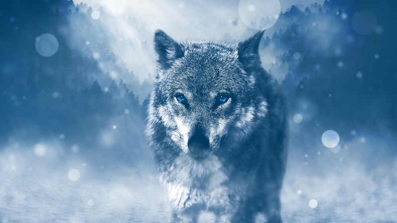 nature, wolf, animals, cold, winter