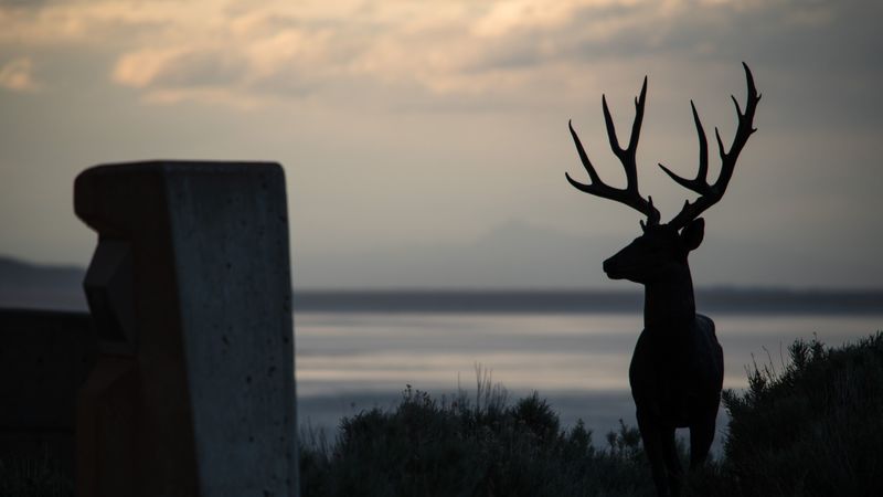 deer, silhouette, horns, night, 4k