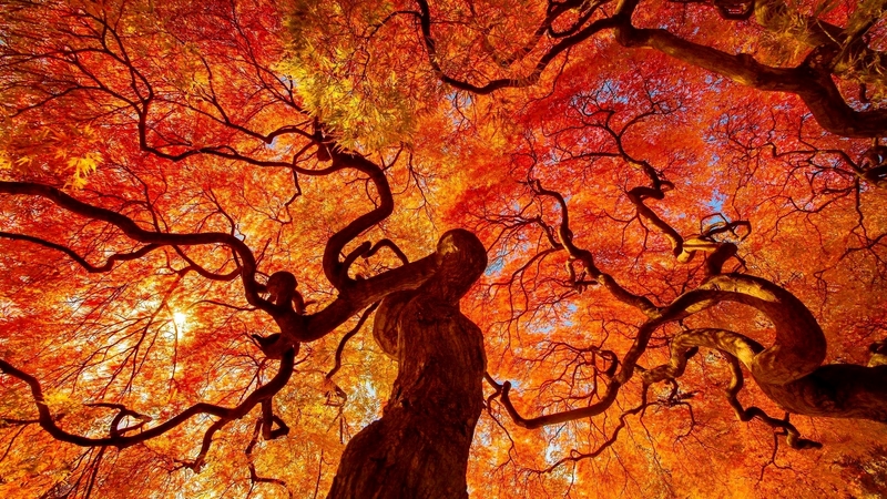 fall, autumn, tree, leaves, beautiful, branches, col9orful