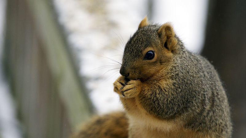 squirrel, eat, fat, animal, 4k
