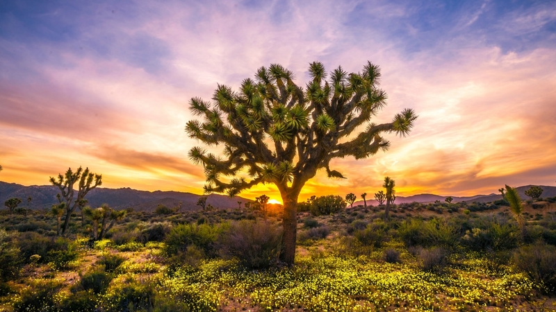 sunset, tree, nature, desert