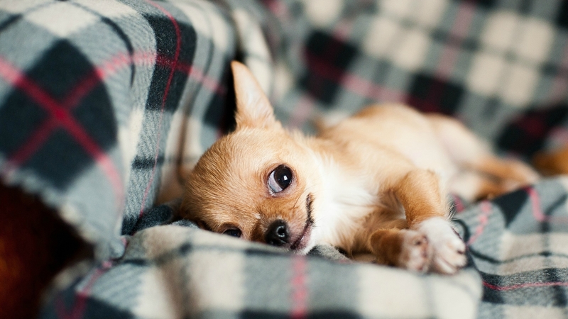 cute, chihuahua, dog, sweet
