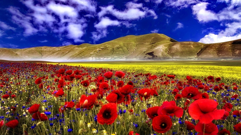 sky, clouds, grass, flowers, hills