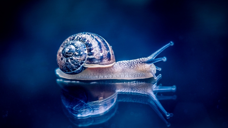 reflection, pink, snail, blue