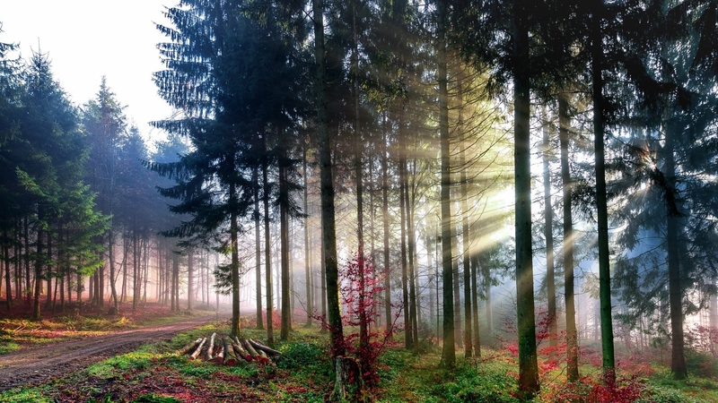 forests, sunbeams, trees, nature
