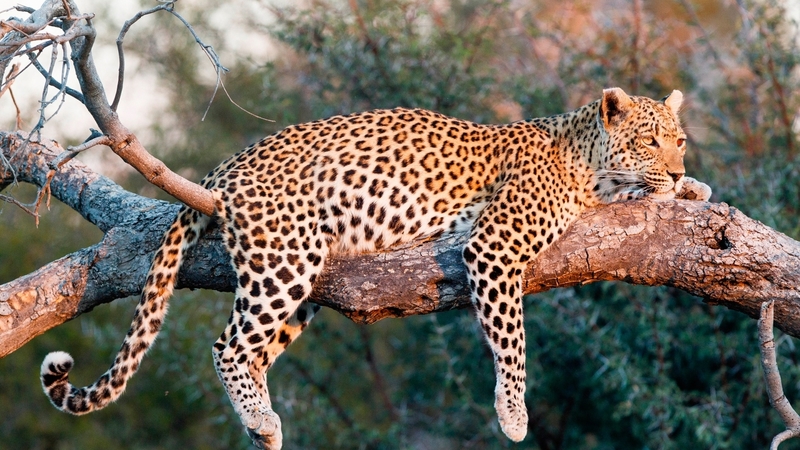 forest, tree, leopard, animal