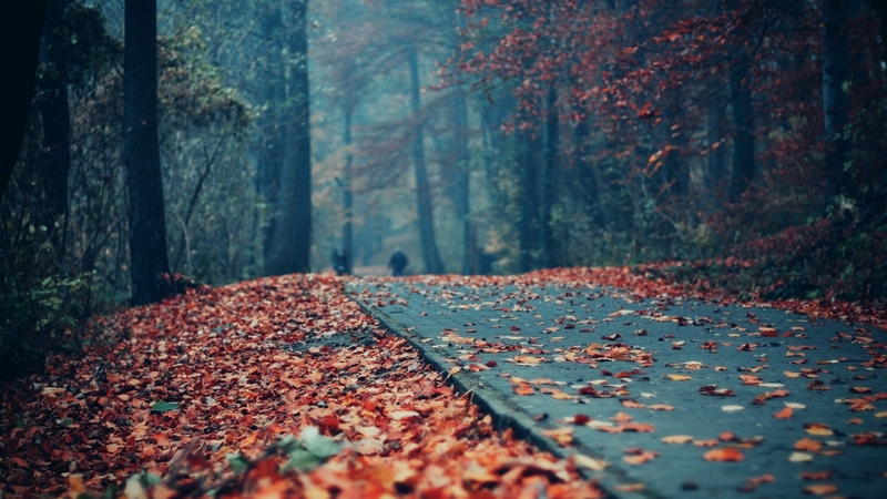 forest, grass, wild, jungle, road, trees, light