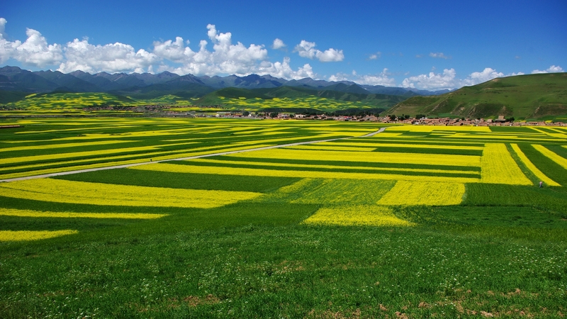 green, grass, flowers, yellow, vast, field