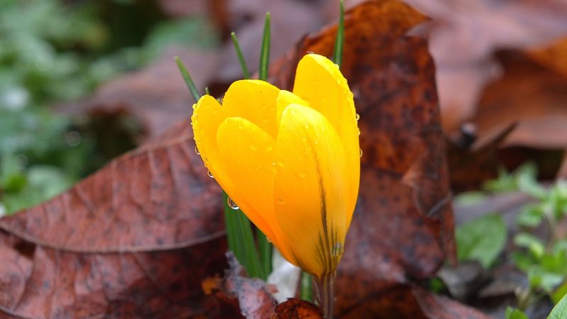 crocus, drops, flower, yellow, 4k