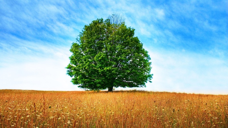 nature, fields, trees