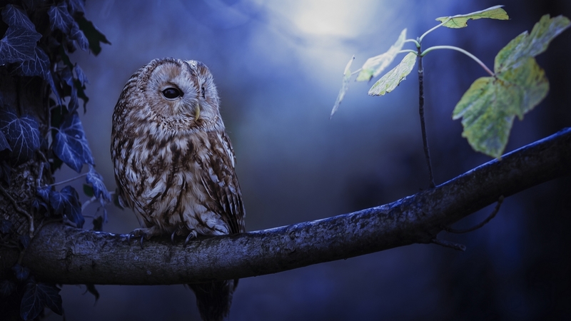 owl, photo, bird, animal