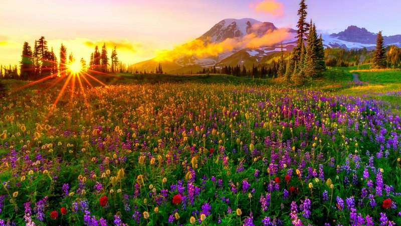 united states, mazama ridge, washington, sunset, mount rainier