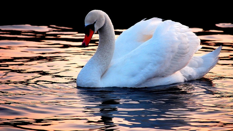 wings, feathers, waves, water