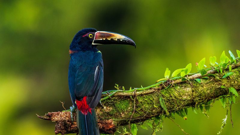 bird, colorful, feathers, 4k