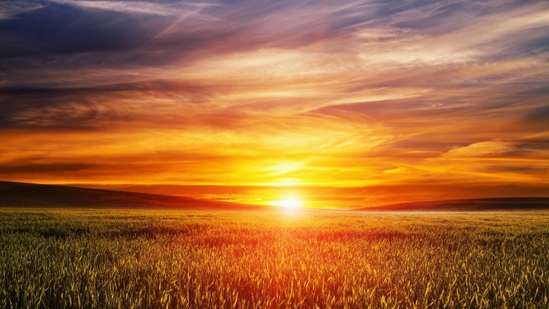 sky, wheat, clouds, fields, sunsets, nature