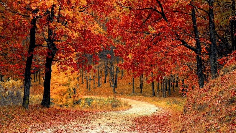 forest, red, trees, path, leaves, autumn