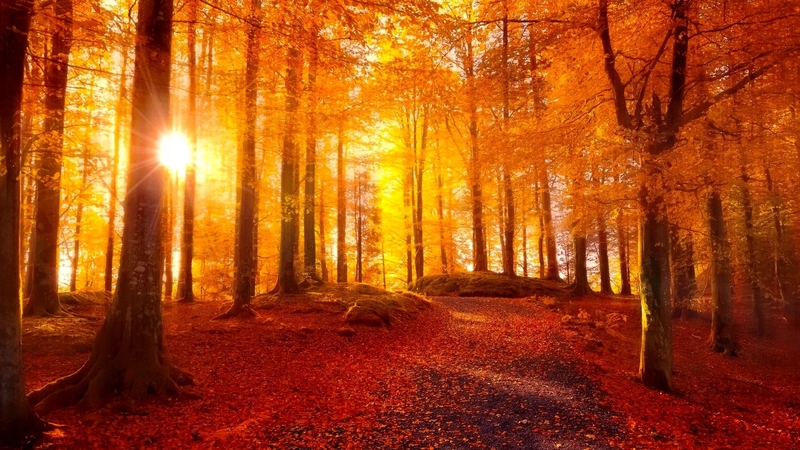 forest, fall, autumn, golden, sunlight, sunbeams, beautiful, park, trees, foliage, leaves, rays, path, walk, sunshine